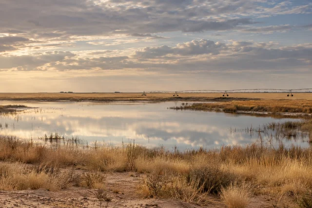 Panhandle Plains Grain Belt near Plainview, Texas